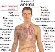 melia propolis membantu menyembuhkan penyakit anemia